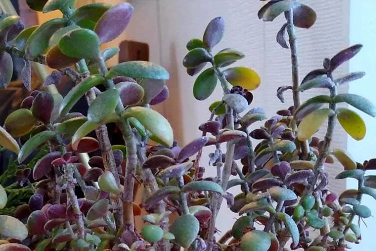 When To Worry Due to Jade Plant Turning Purple