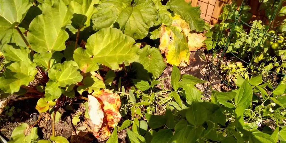 When To Worry Due to Rhubarb leaves turning yellow