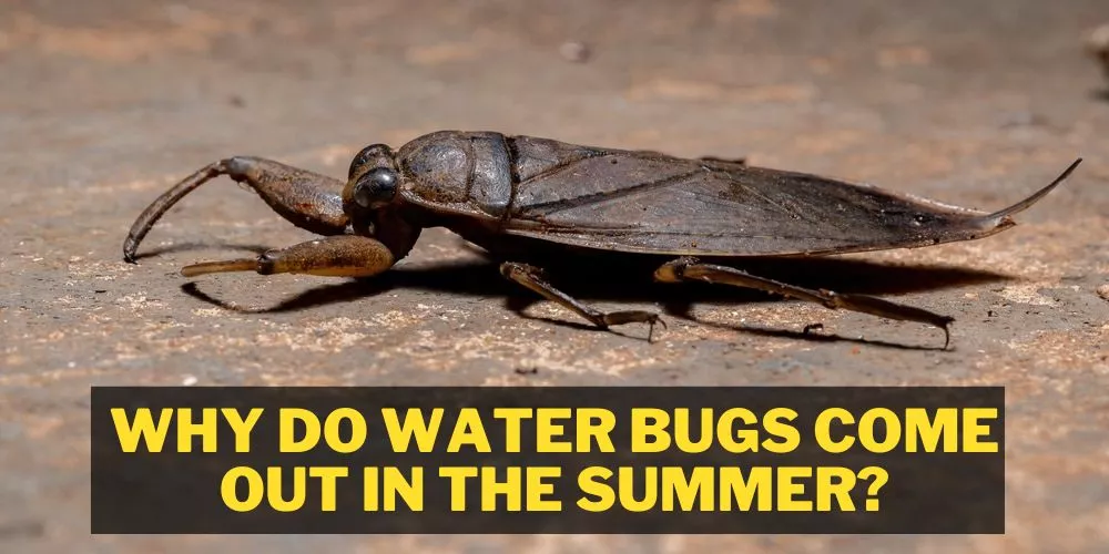 Why Do Water Bugs Come Out in the Summer