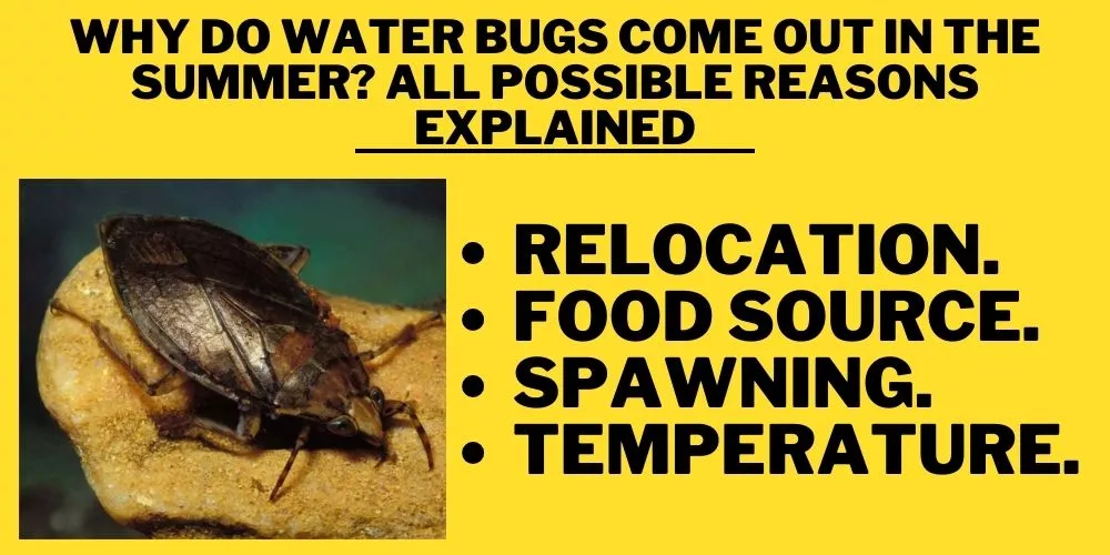 Why do water bugs come out in the summer? All Possible Reasons Explained