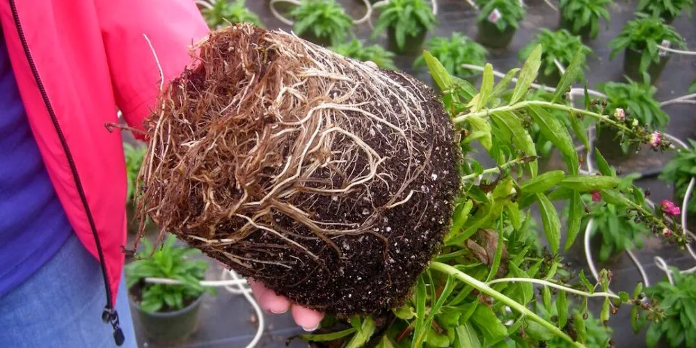 root rot in hydroponics