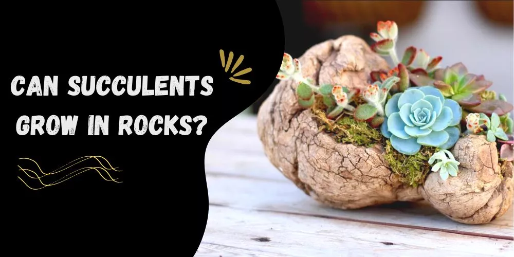 Can succulents grow in rocks