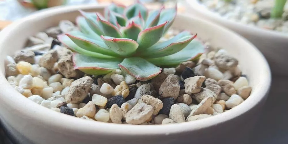 Can succulents grow in rocks