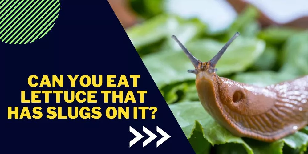 Can you eat lettuce that has slugs on it