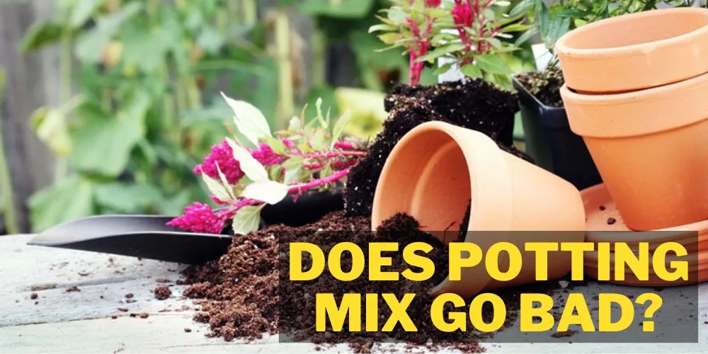 Does Potting Mix Go Bad