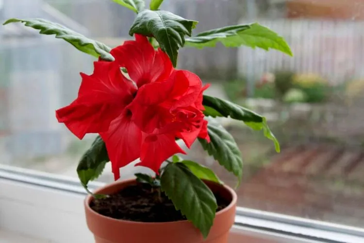 Does hibiscus grow well in pots