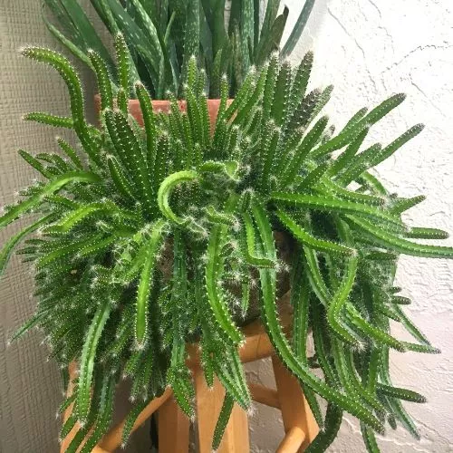 Dog Tail Cactus