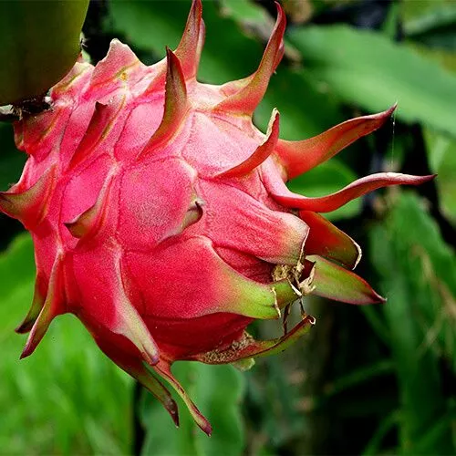 Dragon Fruit