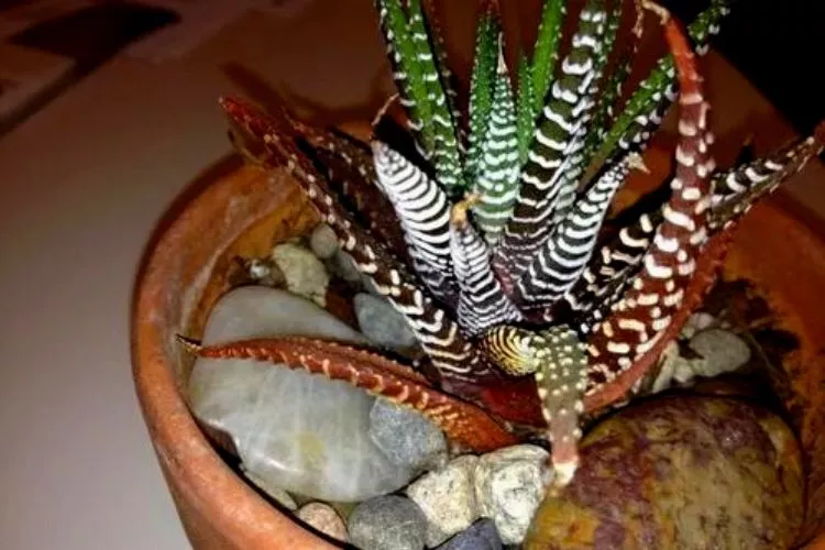 Haworthia Incorrect Watering