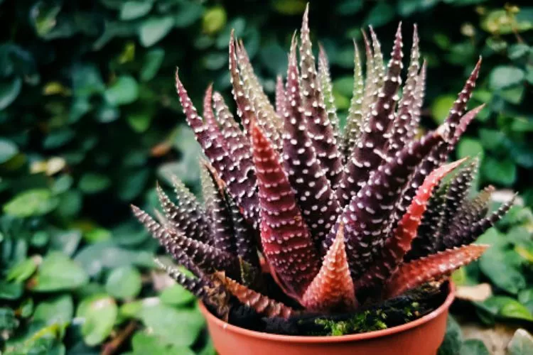 Haworthia Turning Purple/Red