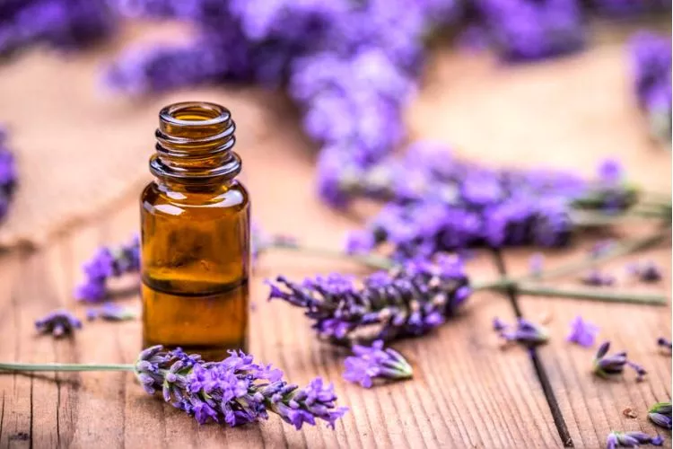 Health Benefits of Lavender