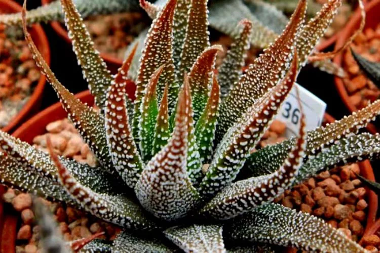 How To Prevent Haworthia From Turning Red or Purple