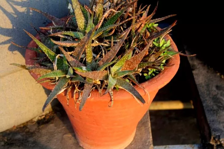 How do you know if haworthia is dying