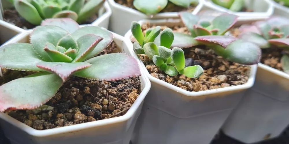 How do you plant succulents with rocks and soil