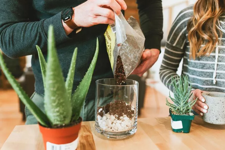 How do you plant succulents with rocks and soil