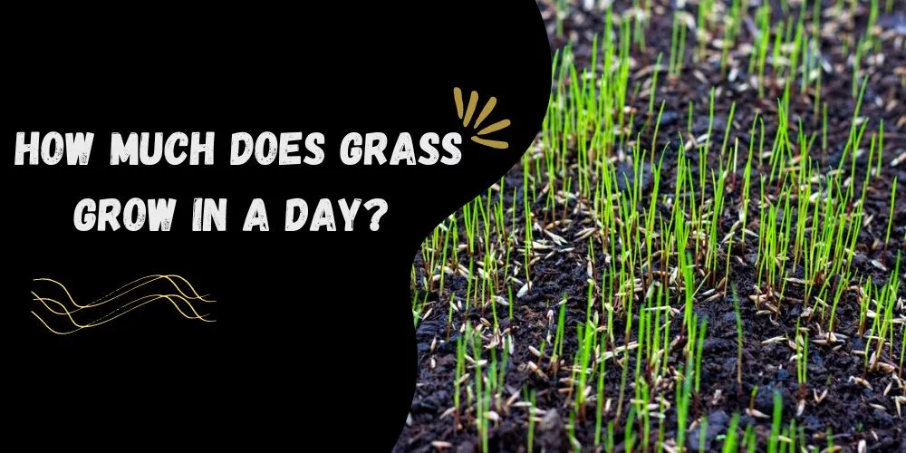 How much does grass grow in a day