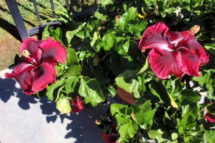 How to grow black dragon hibiscus