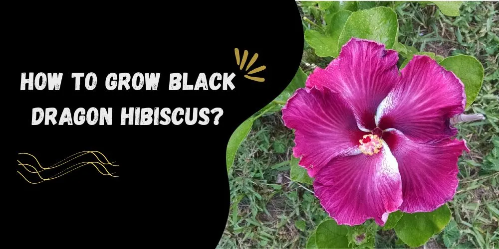 How to grow black dragon hibiscus