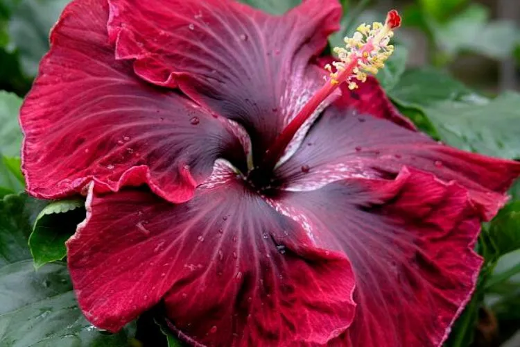 How to grow black dragon hibiscus