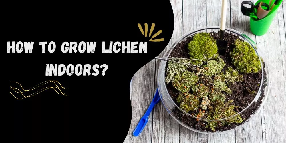 How to grow lichen indoors