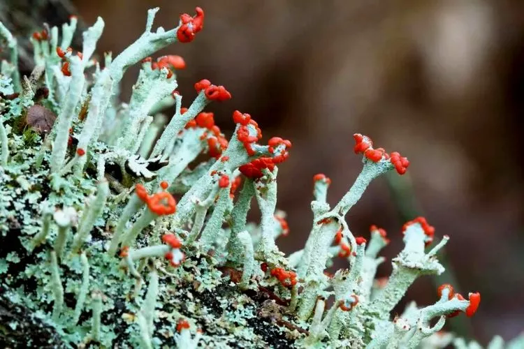 How to grow lichen indoors