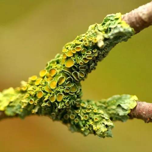 Is Lichen a plant or fungus