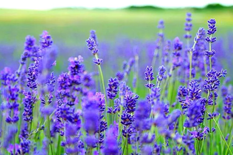 Lavender