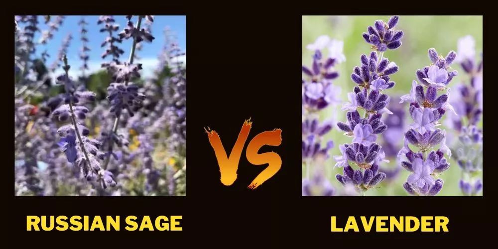 Russian sage vs lavender