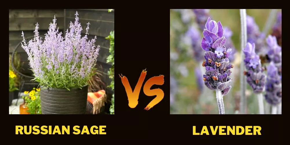 Russian sage vs lavender