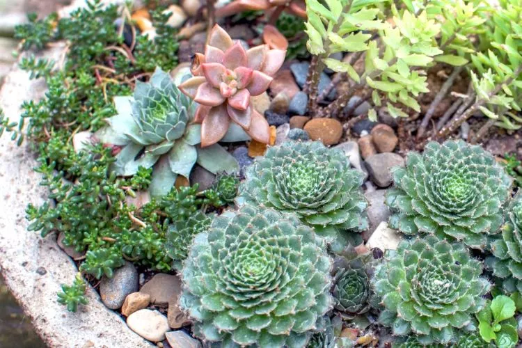 Should succulents be in soil or rocks