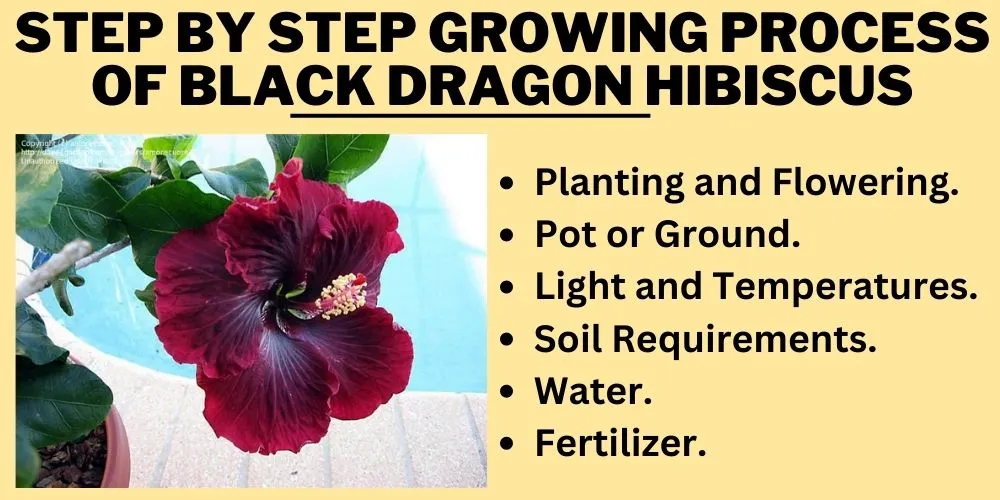 Step by Step Growing Process OF black dragon hibiscus