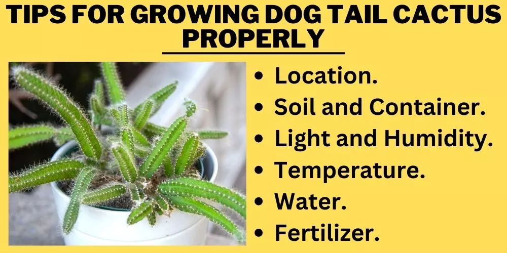 Tips for Growing Dog Tail Cactus Properly