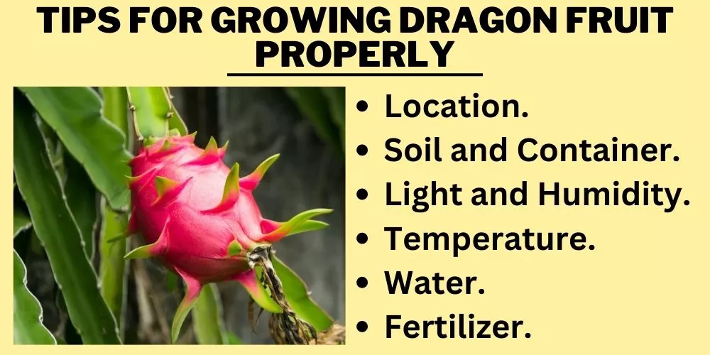 Tips for Growing Dragon Fruit Properly