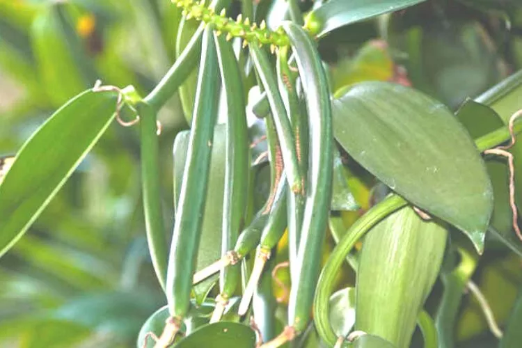 What are orchid beans