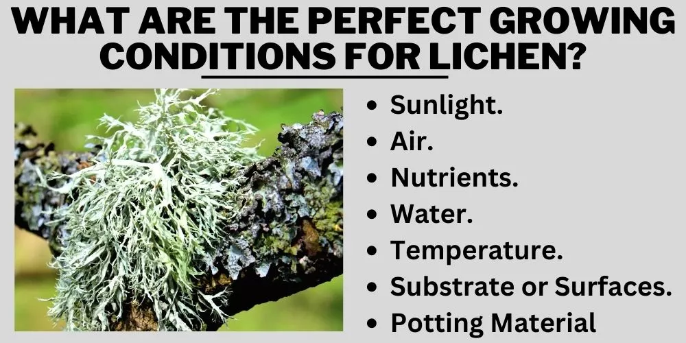 What are the Perfect Growing Conditions for Lichen