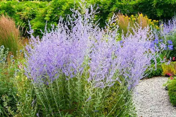 What is Russian sage good for