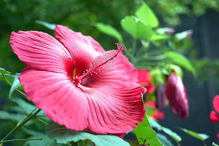 What is the best way to grow a hibiscus