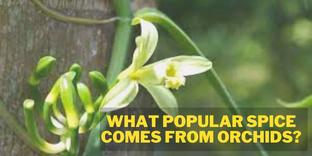 What popular spice comes from orchids