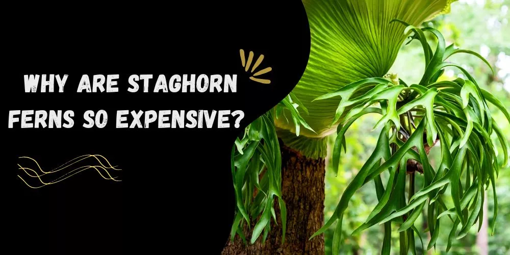 Why are staghorn ferns so expensive