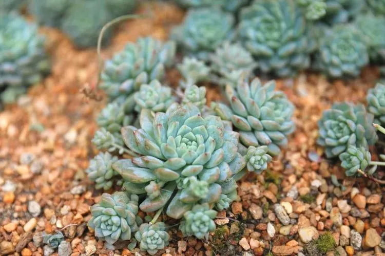 Will succulents grow in gravel