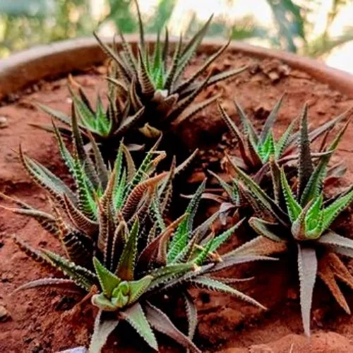 Wrong Sunlight Exposure on Haworthia 