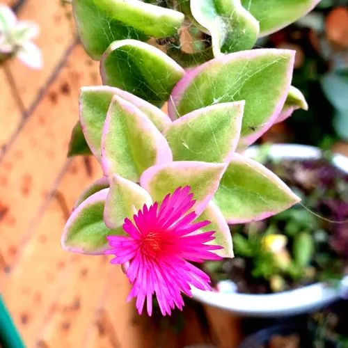 Aptenia Cordifolia Variegata