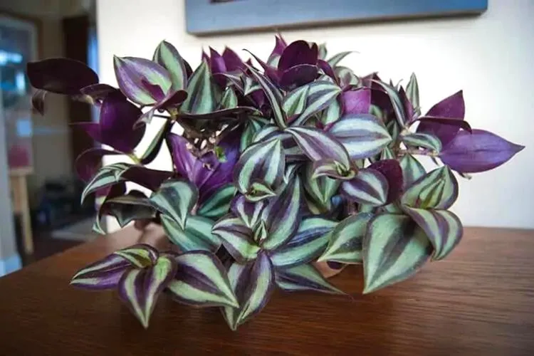 Are wandering jew plants toxic to cats