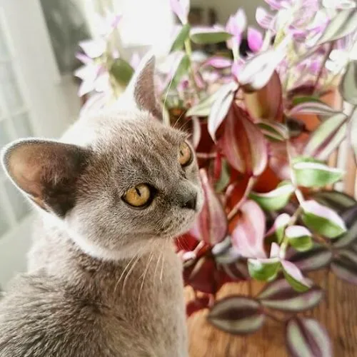 Are wandering jew plants toxic to cats (in detailed)