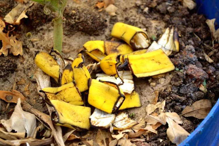 Banana Peels as fertilize