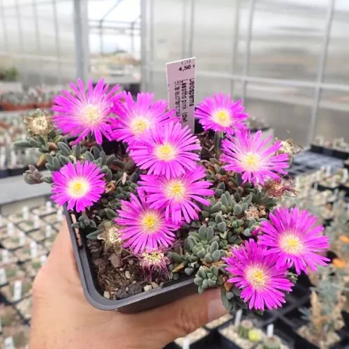 Delosperma Pink