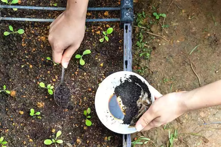 Do hibiscus like coffee grounds