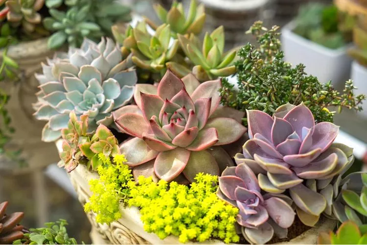 Do succulents come back to life after winter