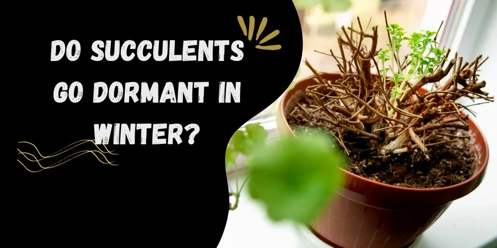 Do succulents go dormant in winter