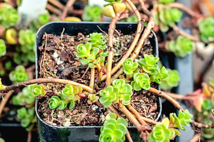 Do succulents go dormant in winter